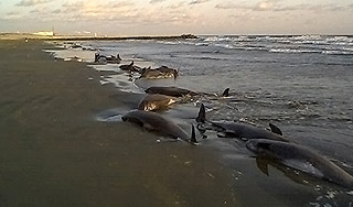 � ����� ������ ������� ������ ����