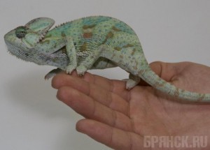 ����: terrariy.ru