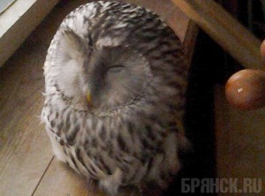 ����: ���������� "�������� ���"