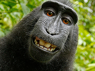 Wikipedia ���������� ������� ����� ��������