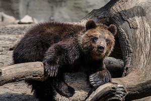 ������� ������� �� ������� �����������