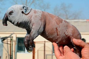 � ��������� ������ ��� ����� �����