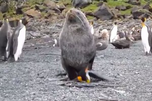 ������� ������ �������� ��������� (�����)