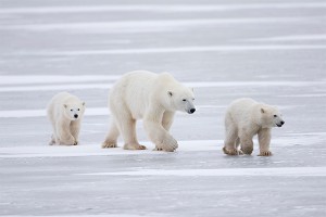 � ������ ������� ����������� ������������