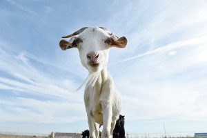 ��������� ���� �������� �� "����� ������"