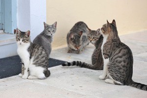 ���������� �������� ���������� ��� �����