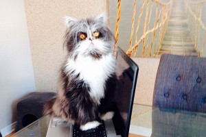 ��� ����� ���� ����������� ��������� ������