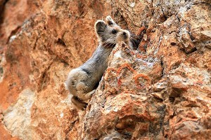 � ����� ���������� "���������� �������"