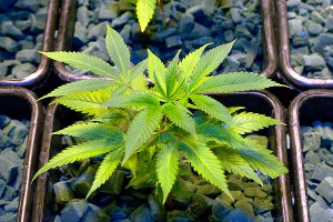 � ������ ����� ������������ ���������