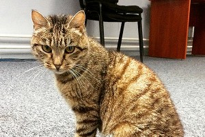����� �������� ����� ��������� "�������"