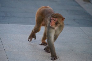 � �������� ����� ����� �������-���������