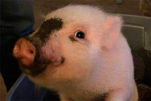 ������ ���������� �� ���� ���� � ���
