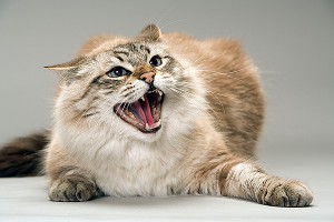����������� ����� ������� ������� �� ����