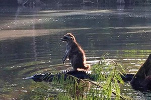 ���������� ���� ������� ����������