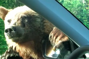 � ��� ������ �������� ������