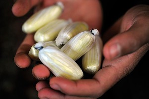 � ����������� ������ ������� � 20 �� �������