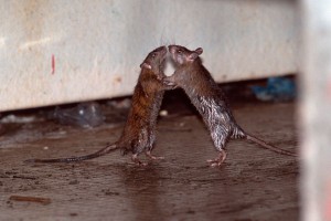 �������� ������ 12 ��������� ����