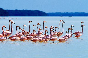 � ������ ��������� ������� ��������