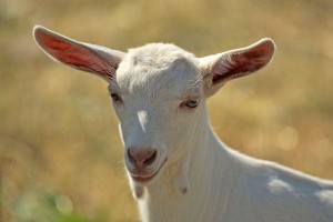��������� ���������� �������� ����