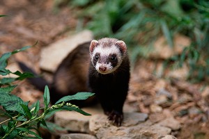 � ������ �������� �����-�������� ����