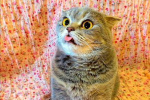 �����-"��������" �� ������ �������� �������