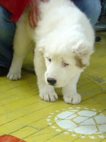 �������� �����